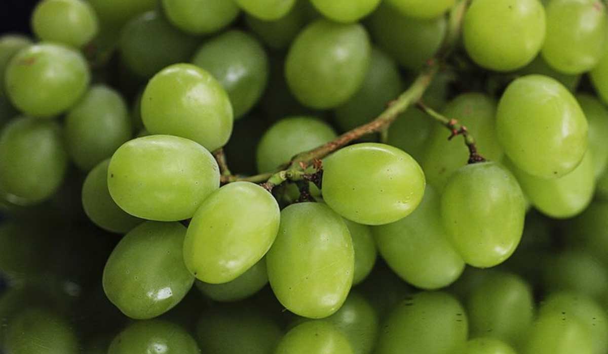 العنب الاخضر