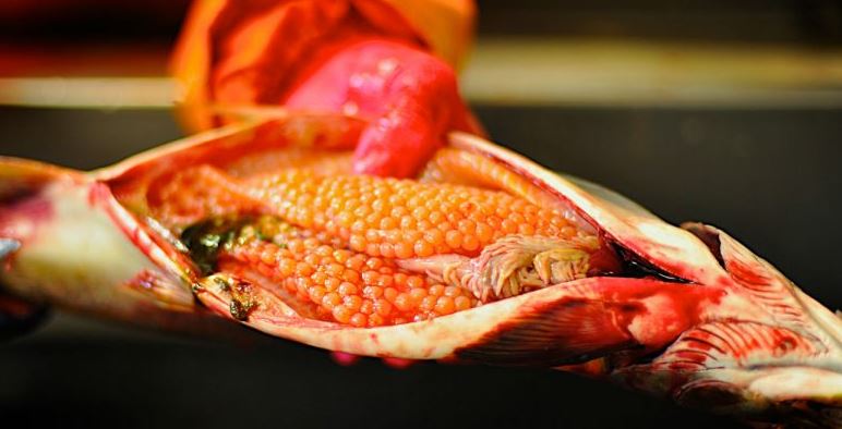 d8a8d98ad8b6-d8a7d984d8b3d985d983 طريقة طبخ بيض السمك