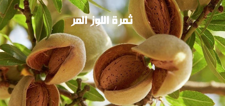 ثمرة اللوز المر