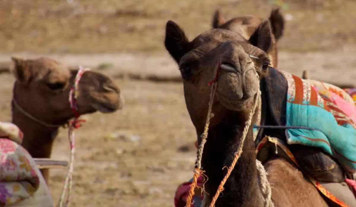 حليب الإبل