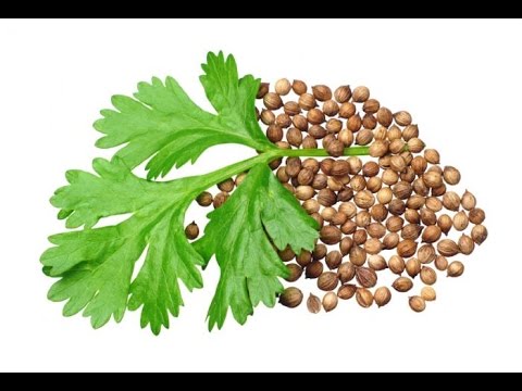 فوائد تناول الكزبرة مع الدكتور محمد فائد
