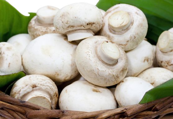 صورة فطر | مشروم بالصور