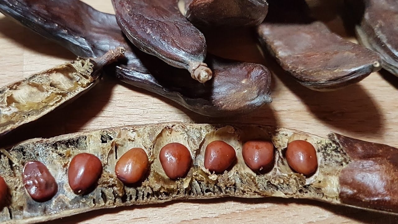 خروب