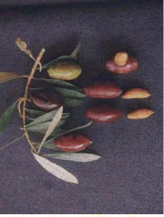 d8a7d984d8afd8a7d986-d8a7d984d985d988d8a7d8b5d981d8a7d8aa-d8a7d8b3d988d8af-d985d8aad8b7d8a7d988d984d8a9-d988d985d8aad988d8b3d8b7d8a9-d8a7d984d8add8acd985 الدان - المواصفات اسود متطاولة ومتوسطة الحجم