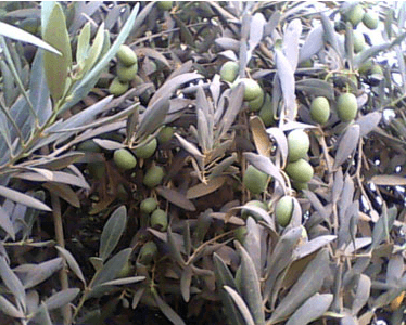 d8a7d984d8b1d8b5d98ad8b9d98a الرصيعي