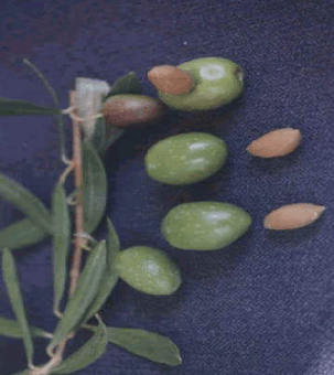 d8a7d984d8b5d988d8b1d98a الصوري