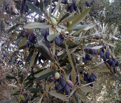 d8a8d8a7d8b1d98ad986d8ba-d8a3d988-k18 بارينغ أو K18