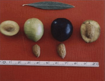 d8a8d98ad983d988d8a7d984-d8a7d984d985d988d8a7d8b5d981d8a7d8aa-d985d986-d8a7d984d8a3d8b5d986d8a7d981-d8a7d984d8a5d8b3d8a8d8a7d986d98ad8a9-d985d8aad988d8b3d8b7d8a9-d8aad985d98ad984-d984d984d8a7d8b3d8aad بيكوال - المواصفات - من الأصناف الإسبانية - متوسطة - تميل للاستطالة