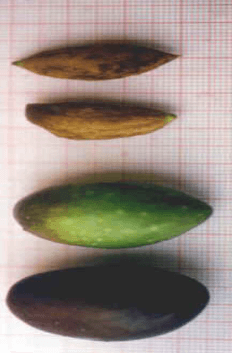 d8acd8b1d988d8b3d8a7d8afd98a جروسادي