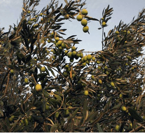 d8b3d988d8b1d98a-suri سوري (suri)