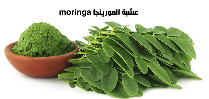 عشبة المورينجا moringa