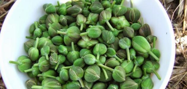 فوائد القبار