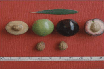 d985d986d8b2d8a7d986d98ad984d984d988-d8a7d984d985d988d8a7d8b5d981d8a7d8aa-d8a3d987d985-d8a7d984d8a3d8b5d986d8a7d981-d8a7d984d8a5d8b3d8a8d8a7d986d98ad8a9-d985d8aad988d8b3d8b7d8a9-d985d8b3d8aad8afd98ad8 منزانيللو - المواصفات - أهم الأصناف الإسبانية - متوسطة - مستديرة