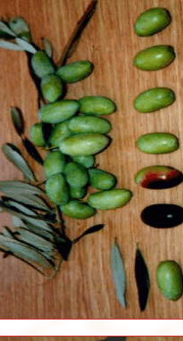 d986d8b5d988d8add98a-d8acd8a8d8b9 نصوحي جبع